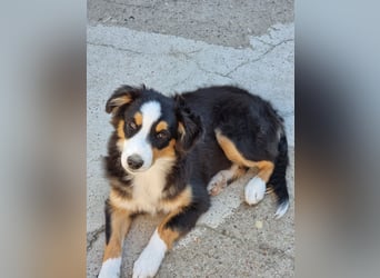 Mini Australian shepherd Auszugbereit