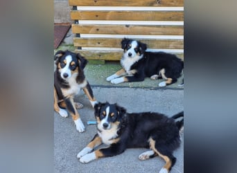 Mini Australian shepherd Auszugbereit