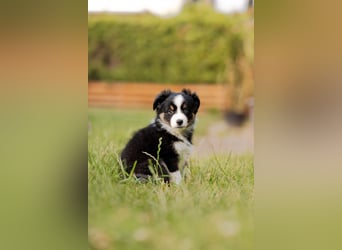 Mini Australian shepherd Auszugbereit