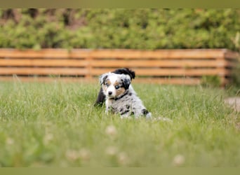 Mini Australian shepherd Auszugbereit