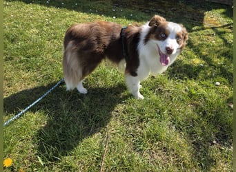 Schenkst du Budy die Chance auf einen Neustart?