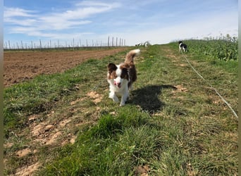 Schenkst du Budy die Chance auf einen Neustart?