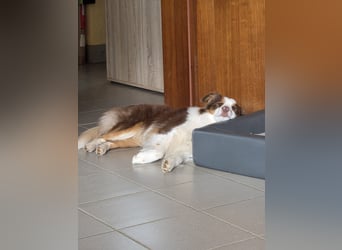 Schenkst du Budy die Chance auf einen Neustart?