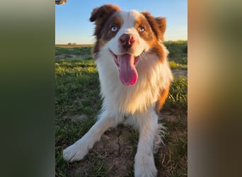 Schenkst du Budy die Chance auf einen Neustart?