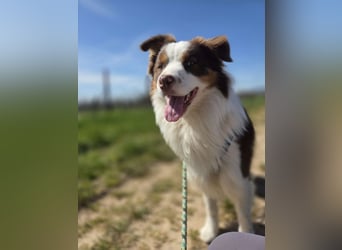 Schenkst du Budy die Chance auf einen Neustart?