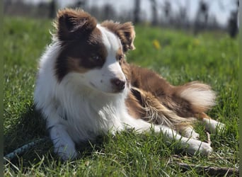 Schenkst du Budy die Chance auf einen Neustart?