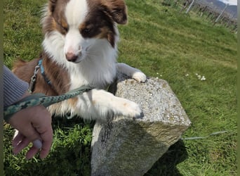 Schenkst du Budy die Chance auf einen Neustart?