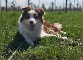 Schenkst du Budy die Chance auf einen Neustart?