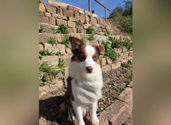 Schenkst du Budy die Chance auf einen Neustart?