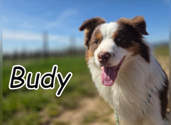 Schenkst du Budy die Chance auf einen Neustart?