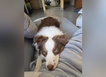 Schenkst du Budy die Chance auf einen Neustart?