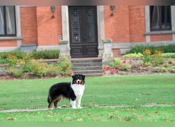 5 ⭐️ ⭐️ ⭐️ ⭐️ ⭐️ Zuhause für außergewöhnlichen Traumhund gesucht