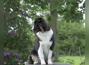 Exklusiver Miniature Australian Shepherd Junghund für aktive Rassekenner