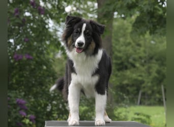 Exklusiver Miniature Australian Shepherd Junghund für aktive Rassekenner