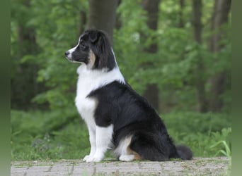 Exklusiver Miniature Australian Shepherd Junghund für aktive Rassekenner