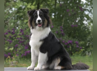 Exklusiver Miniature Australian Shepherd Junghund für aktive Rassekenner