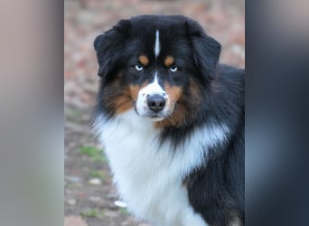 5 ⭐️ ⭐️ ⭐️ ⭐️ ⭐️ Zuhause für außergewöhnlichen Traumhund gesucht