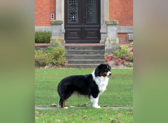 5 ⭐️ ⭐️ ⭐️ ⭐️ ⭐️ Zuhause für außergewöhnlichen Traumhund gesucht