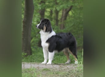 Exklusiver Miniature Australian Shepherd Junghund für aktive Rassekenner