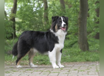 Exklusiver Miniature Australian Shepherd Junghund für aktive Rassekenner