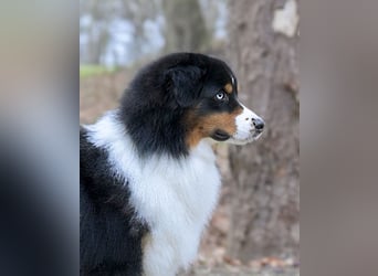 5 ⭐️ ⭐️ ⭐️ ⭐️ ⭐️ Zuhause für außergewöhnlichen Traumhund gesucht