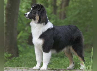 Exklusiver Miniature Australian Shepherd Junghund für aktive Rassekenner