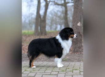 5 ⭐️ ⭐️ ⭐️ ⭐️ ⭐️ Zuhause für außergewöhnlichen Traumhund gesucht