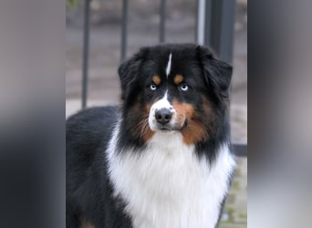 5 ⭐️ ⭐️ ⭐️ ⭐️ ⭐️ Zuhause für außergewöhnlichen Traumhund gesucht