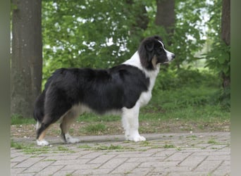 Exklusiver Miniature Australian Shepherd Junghund für aktive Rassekenner
