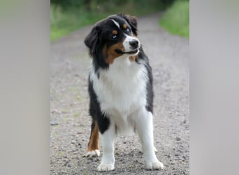 5 ⭐️ ⭐️ ⭐️ ⭐️ ⭐️ Zuhause für außergewöhnlichen Traumhund gesucht