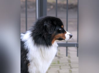 5 ⭐️ ⭐️ ⭐️ ⭐️ ⭐️ Zuhause für außergewöhnlichen Traumhund gesucht