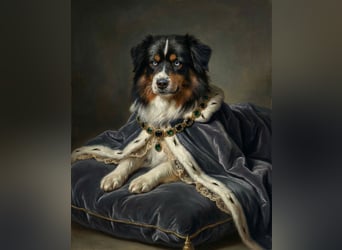 5 ⭐️ ⭐️ ⭐️ ⭐️ ⭐️ Zuhause für außergewöhnlichen Traumhund gesucht