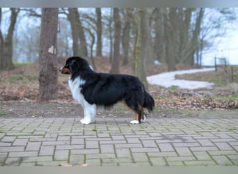 5 ⭐️ ⭐️ ⭐️ ⭐️ ⭐️ Zuhause für außergewöhnlichen Traumhund gesucht