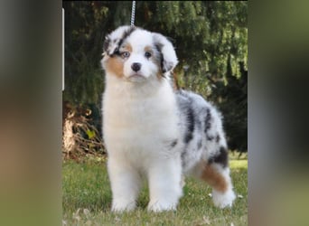 Miniature Australian Shepherd Babys