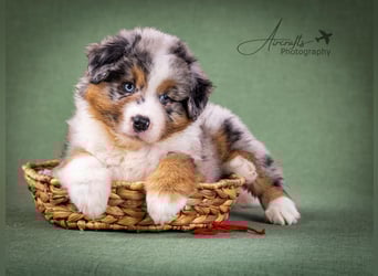 Miniature Australian Shepherd Babys