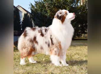 Miniature Australian Shepherd Babys