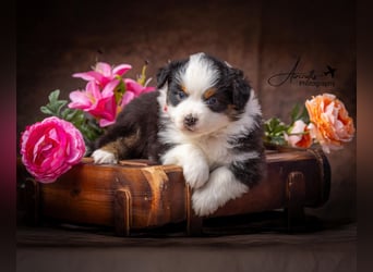 Miniature Australian Shepherd Babys