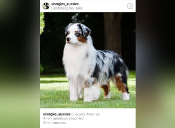 Miniature Australian Shepherd Babys