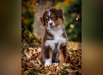 Miniature Australian Shepherd Babys