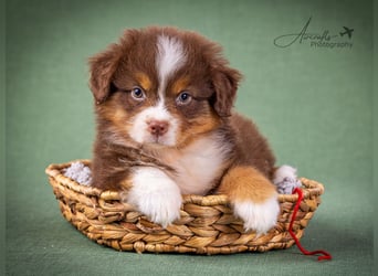 Miniature Australian Shepherd Babys