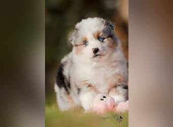 Miniature Australian Shepherd Babys