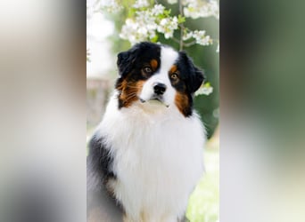 Miniature Australian Shepherd Babys