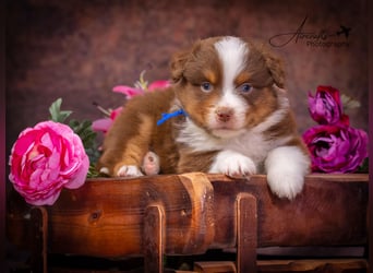 Miniature Australian Shepherd Babys