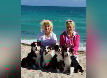 Miniature Australian Shepherd Babys
