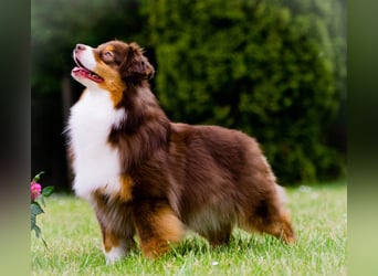 Miniature Australian Shepherd Babys
