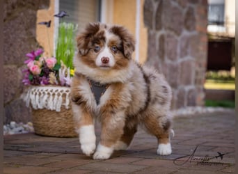 Miniature Australian Shepherd Babys