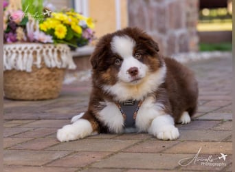 Miniature Australian Shepherd Babys