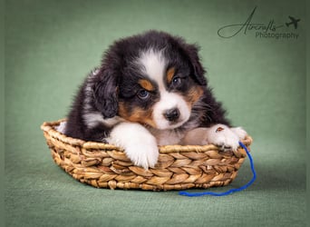 Miniature Australian Shepherd Babys