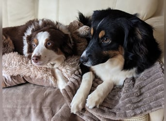 Wunderschöne Miniature Australian Shepherd Hündin