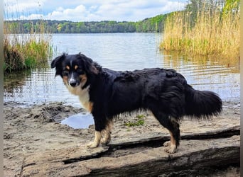 Wunderschöne Miniature Australian Shepherd Hündin